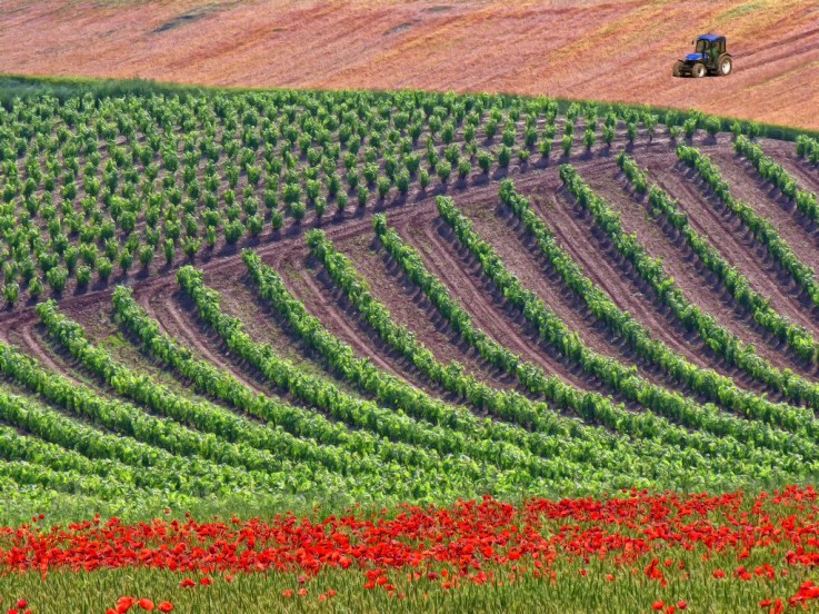 El paisaje cultural del vino y el viñedo de La Rioja, declarado Bien de Interés Cultural