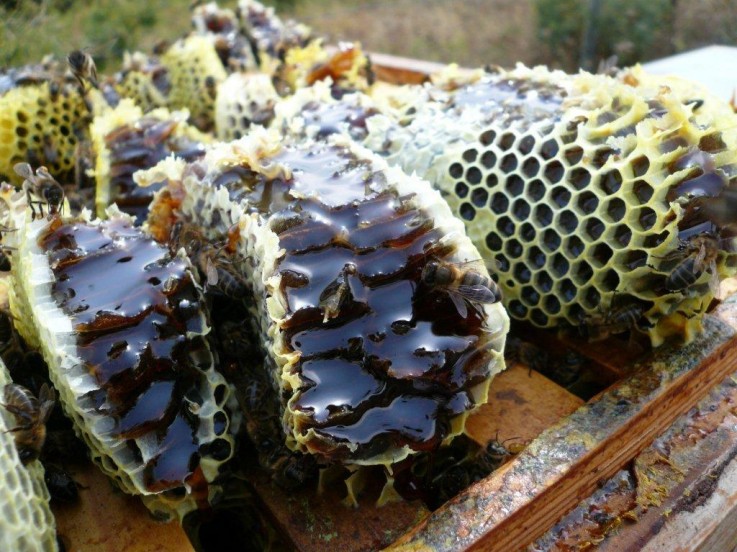 El papel fundamental de las abejas: simbiosis con las flores e indicador de la contaminación